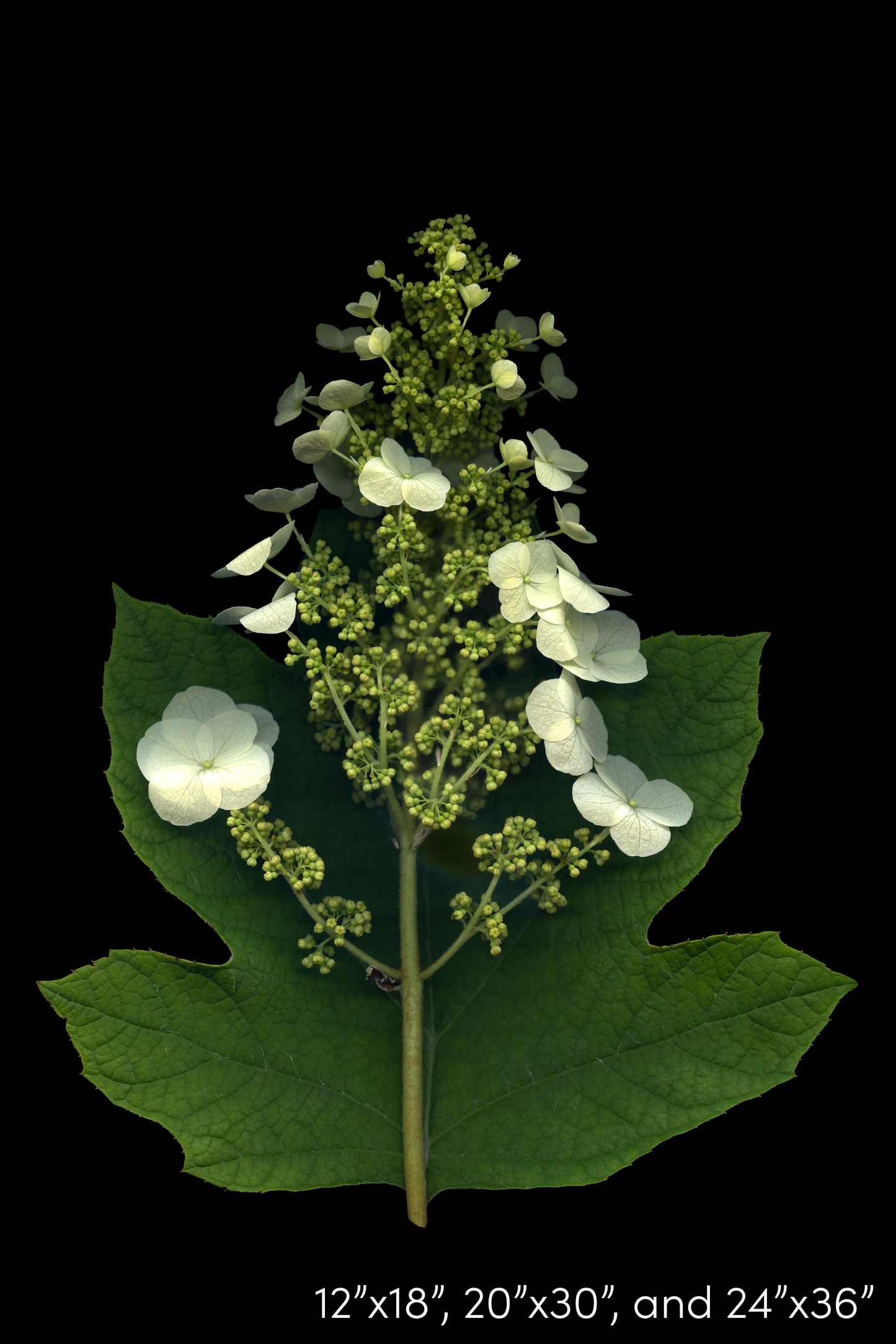 Oakleaf Hydrangea