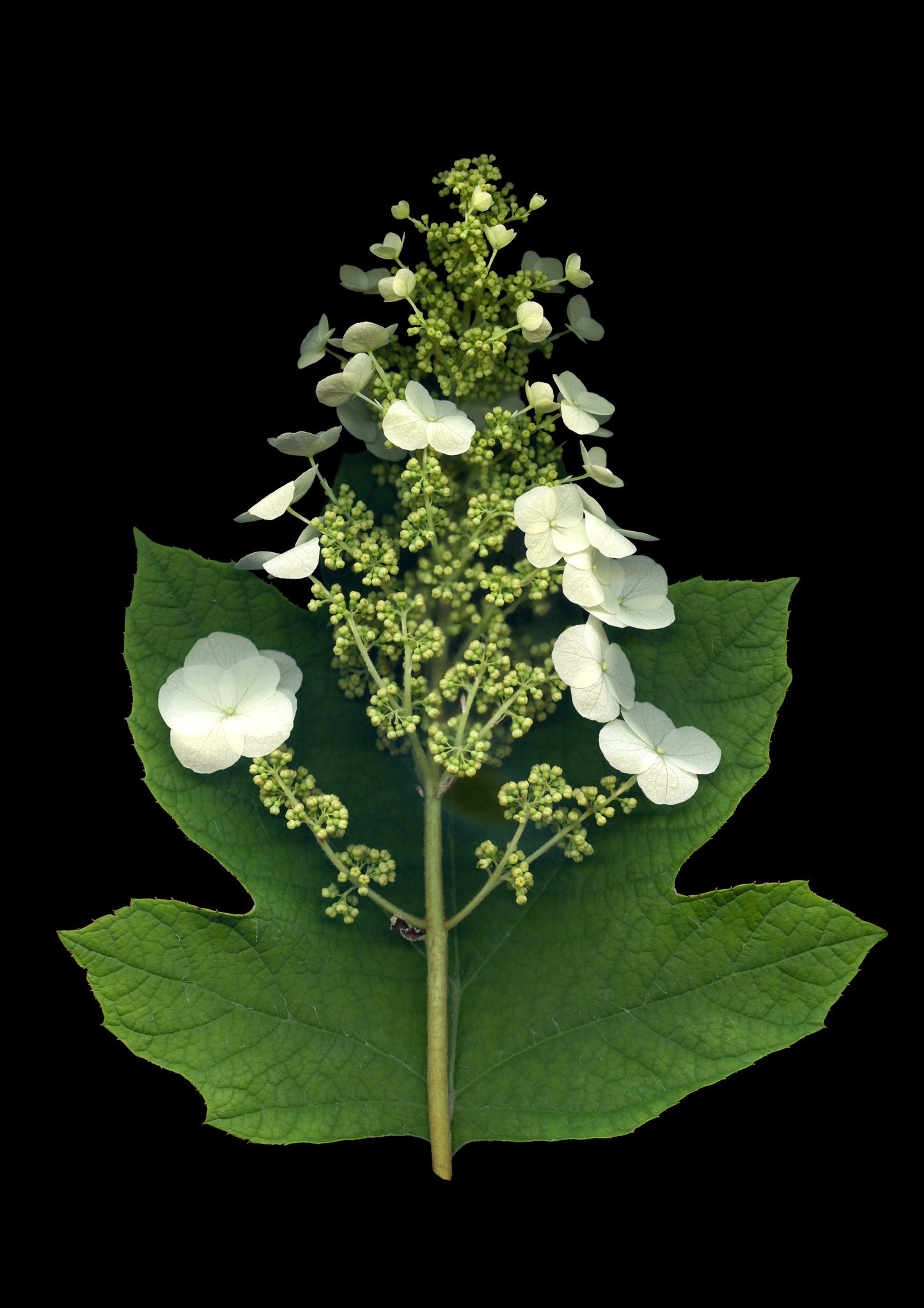 Blank Note Card 5" x 7" with Envelope 'Oakleaf Hydrangea'