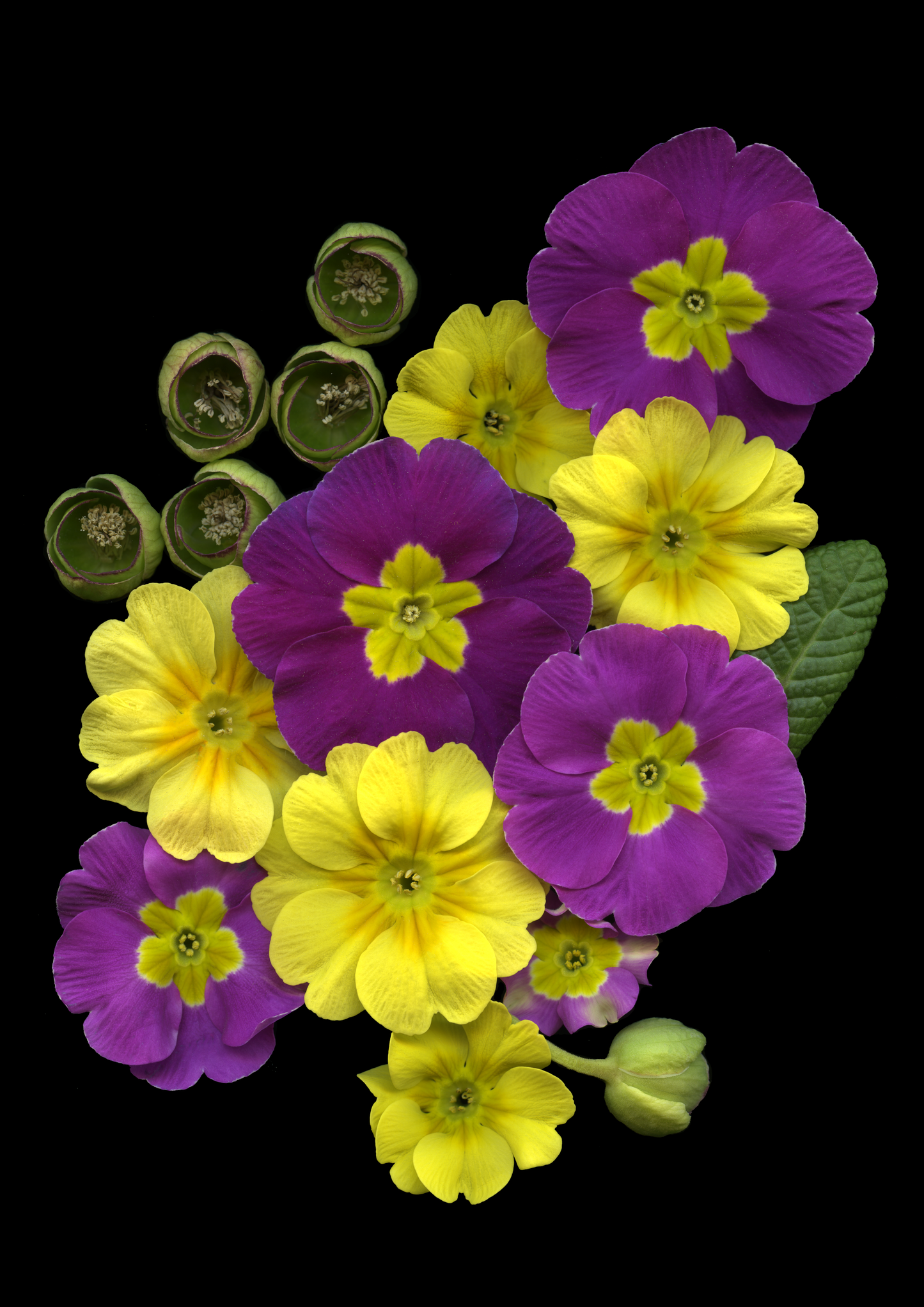 Blank Note Card 5" x 7" with Envelope 'Primrose Medley'