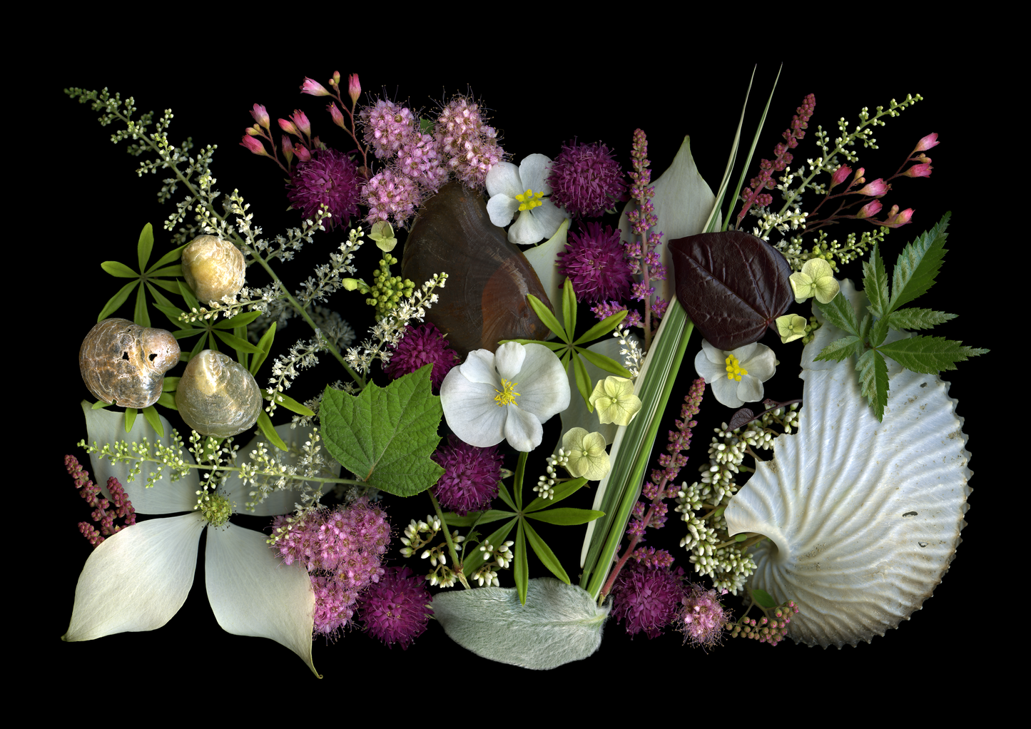 Blank Note Card 5" x 7" with Envelope 'Paper Nautilus Medley'