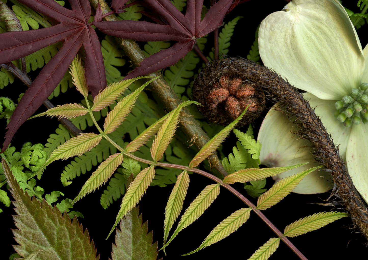 Blank Note Card 5" x 7" with Envelope 'Close-Up 1 of Woodland Medley'