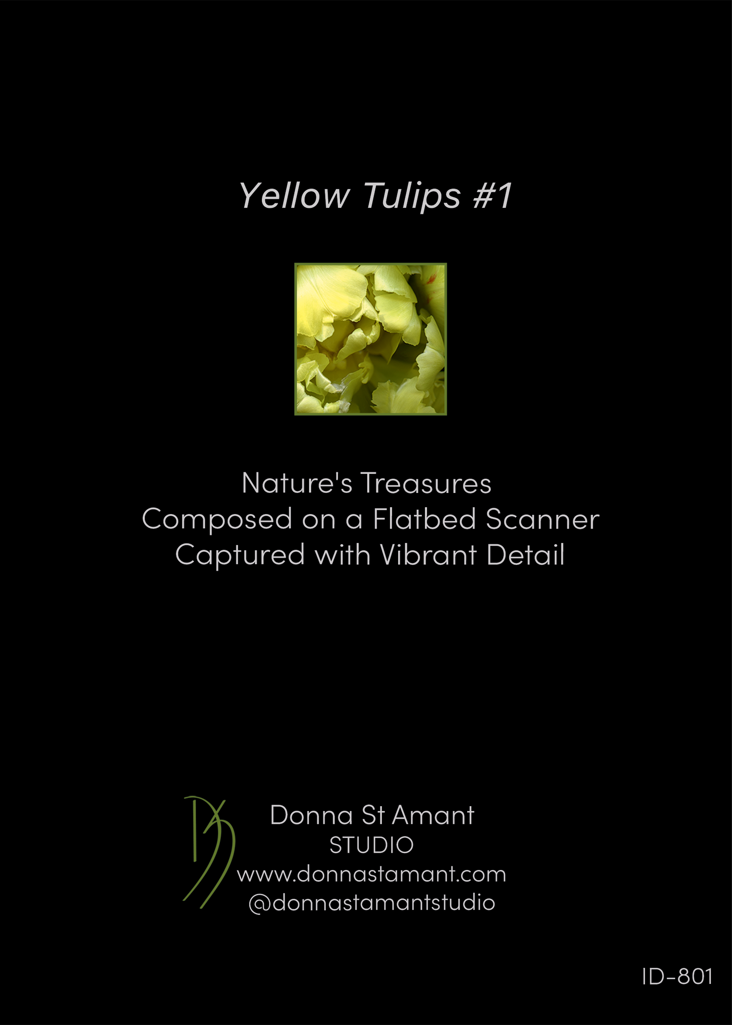 Blank Note Card 5" x 7" with Envelope 'Yellow Tulips 1'