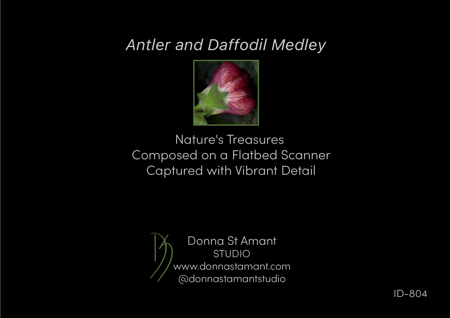 Blank Note Card 5" x 7" with Envelope 'Antler and Daffodil Medley'