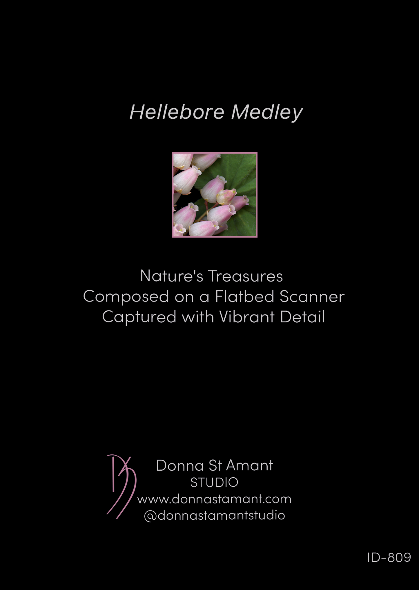 Blank Note Card 5" x 7" with Envelope 'Hellebore Medley'