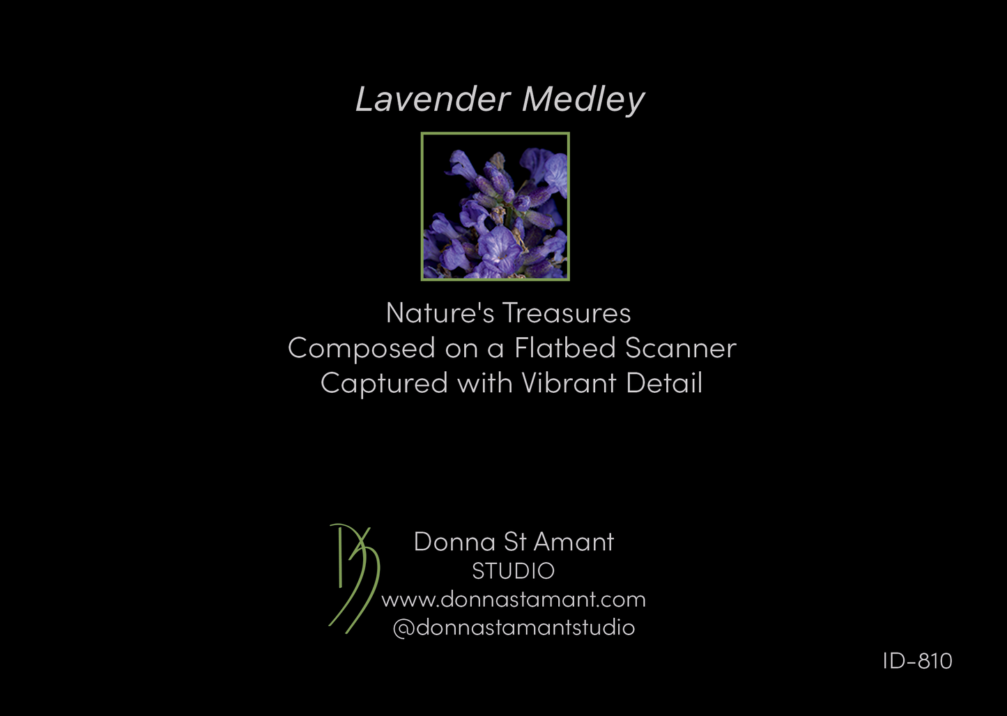 Blank Note Card 5" x 7" with Envelope 'Lavender Medley'