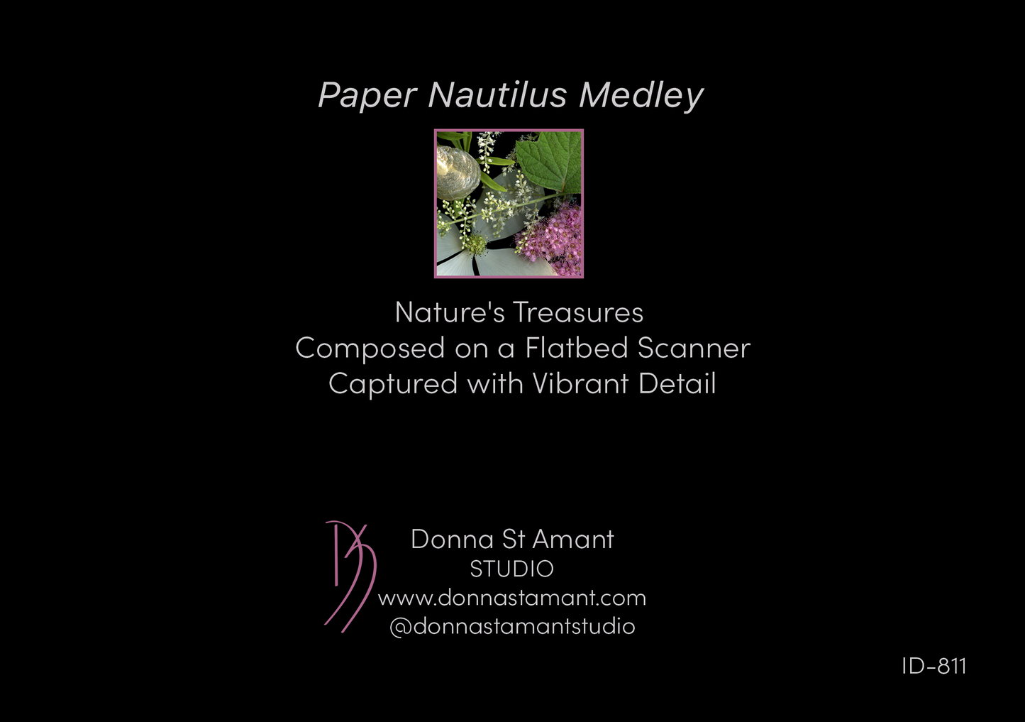 Blank Note Card 5" x 7" with Envelope 'Paper Nautilus Medley'