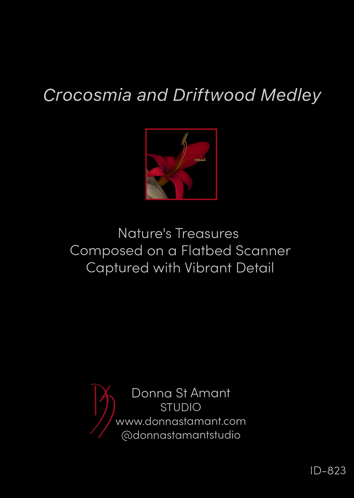 Blank Note Card 5" x 7" with Envelope 'Crocosmia and Driftwood Medley'