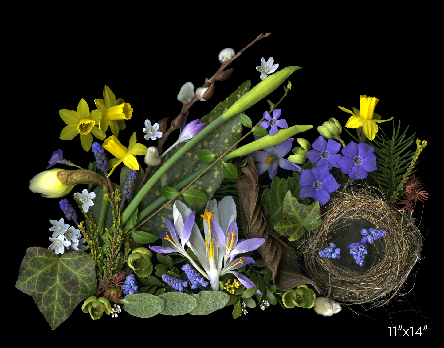 Daffodils and Nest Medley