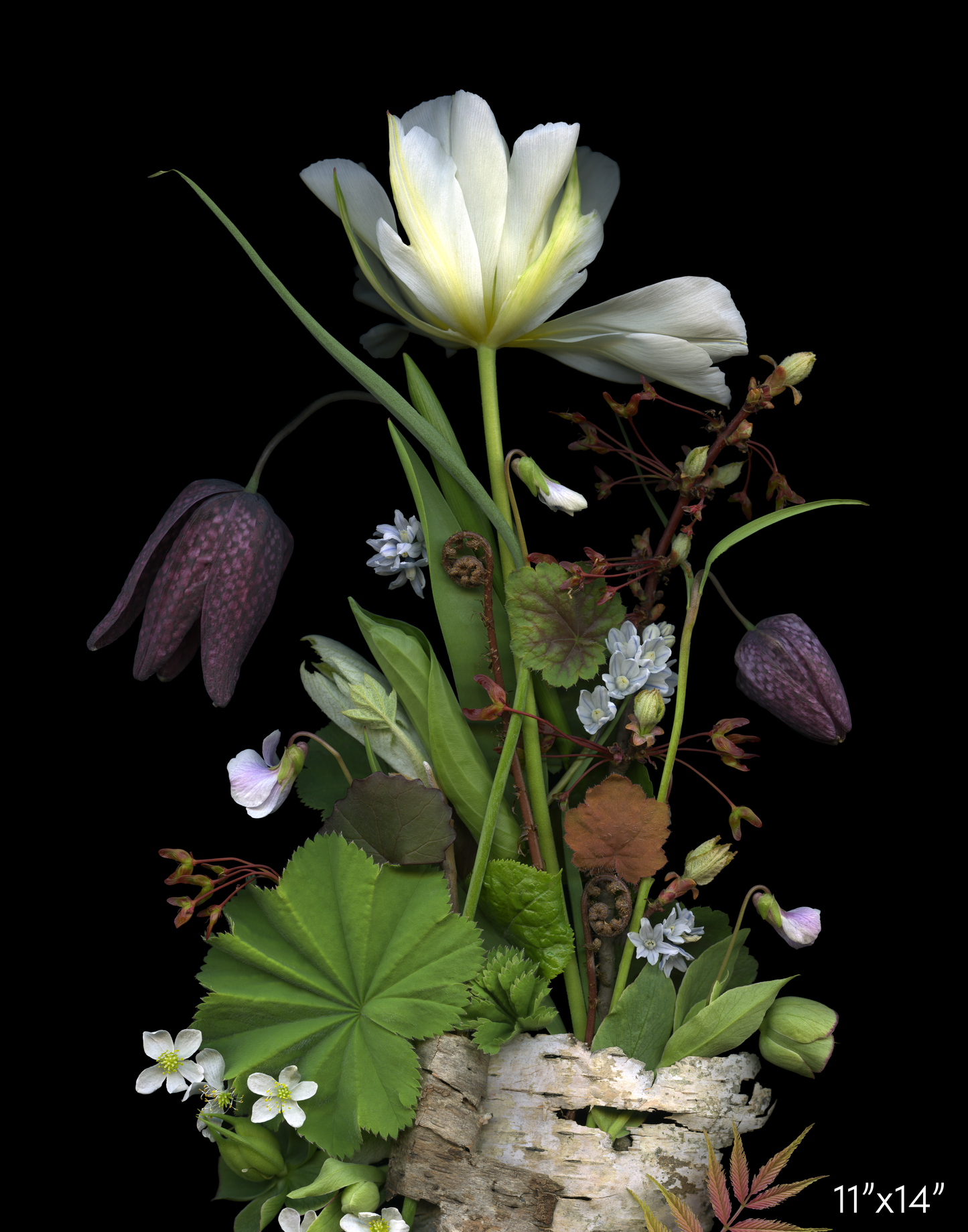 Fritillary and Birch Medley