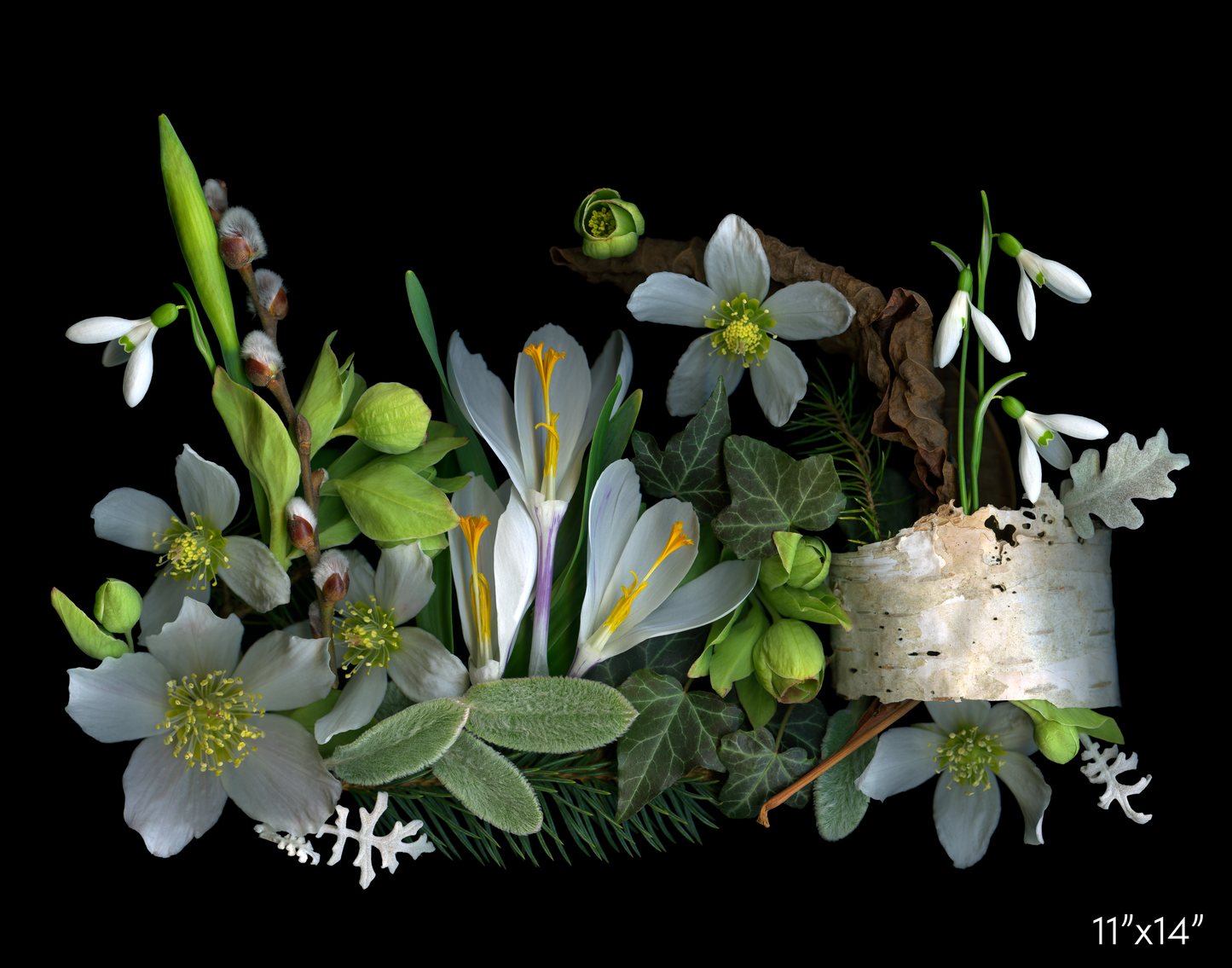 Crocus and Birch Medley