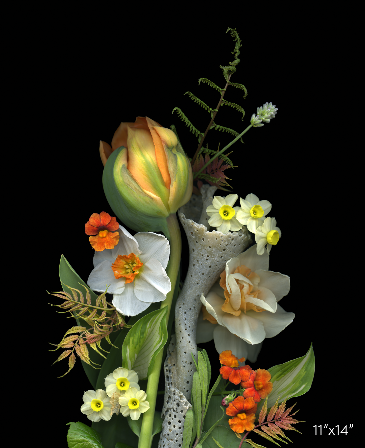 Tulip and Eroded Shell Medley