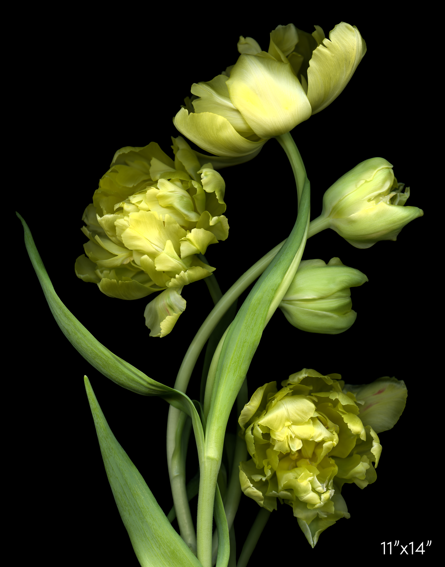 Yellow Tulips 2