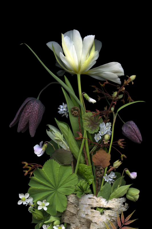 Fritillary and Birch Medley