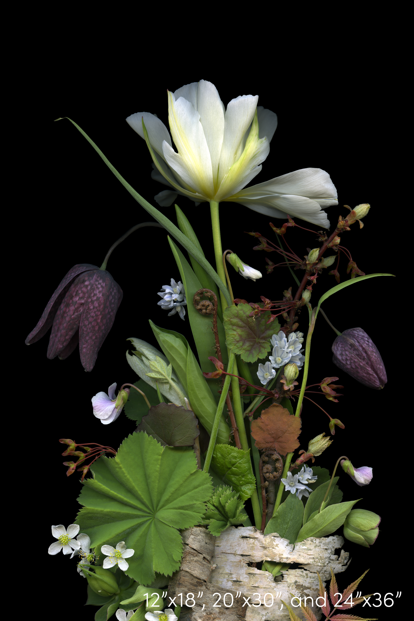Fritillary and Birch Medley