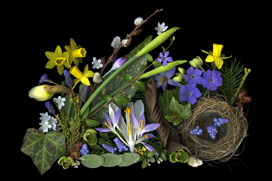 Daffodils and Nest Medley