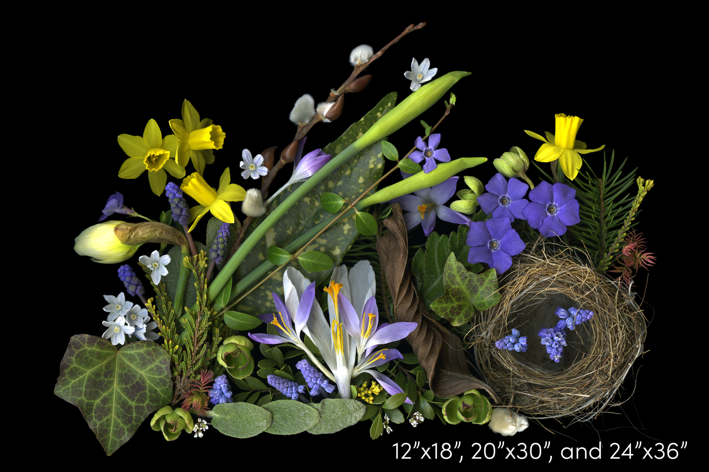 Daffodils and Nest Medley