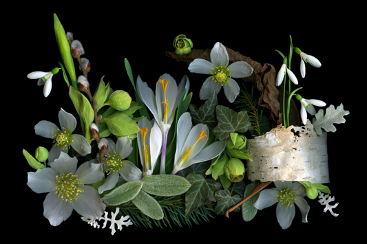 Crocus and Birch Medley