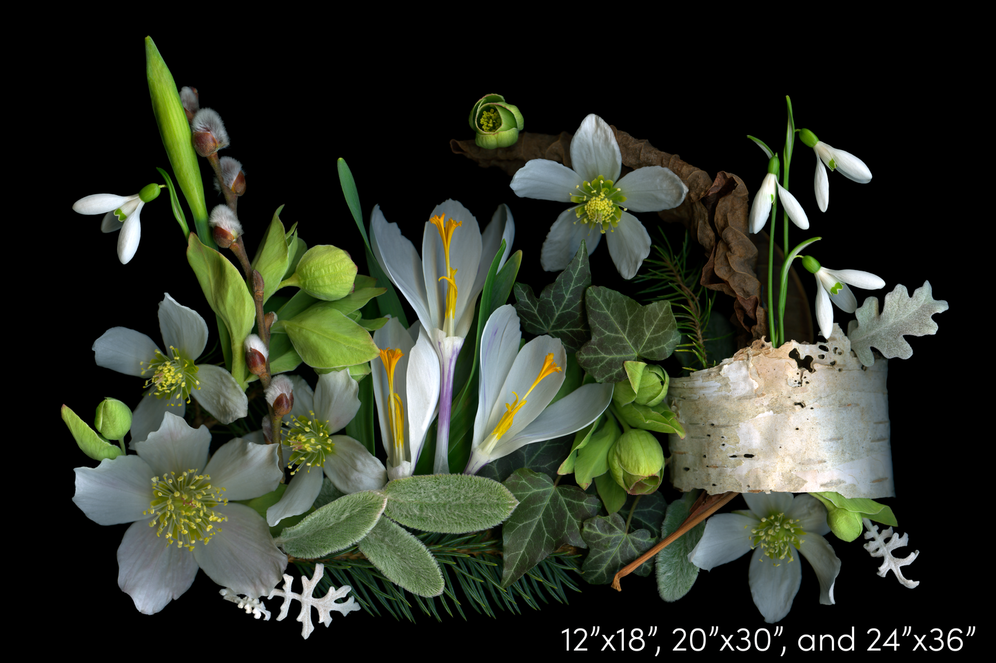 Crocus and Birch Medley