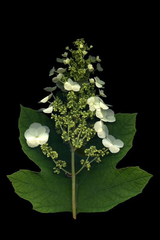 Oakleaf Hydrangea