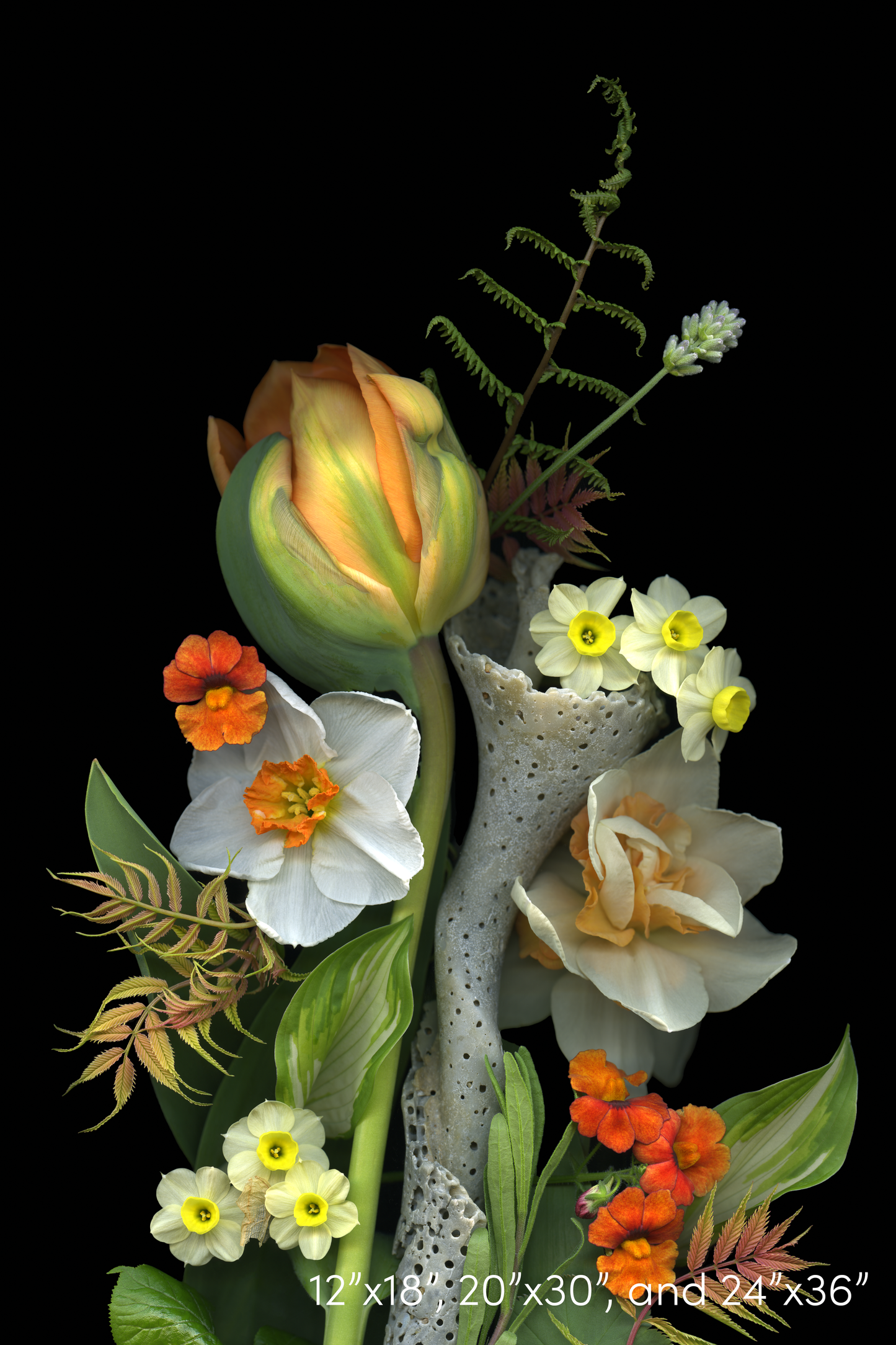 Tulip and Eroded Shell Medley