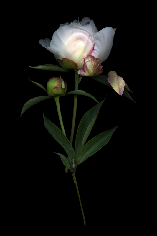 Peony and Moth