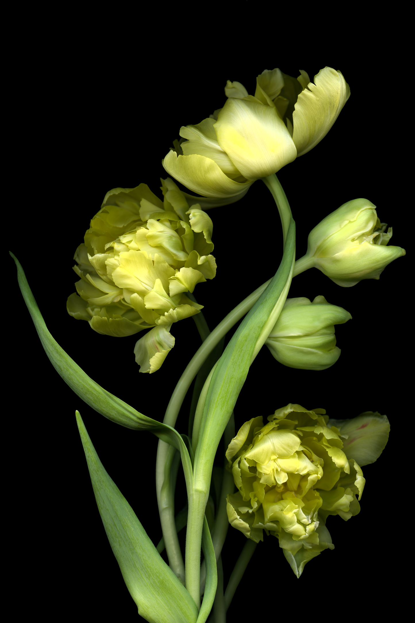 Yellow Tulips 2