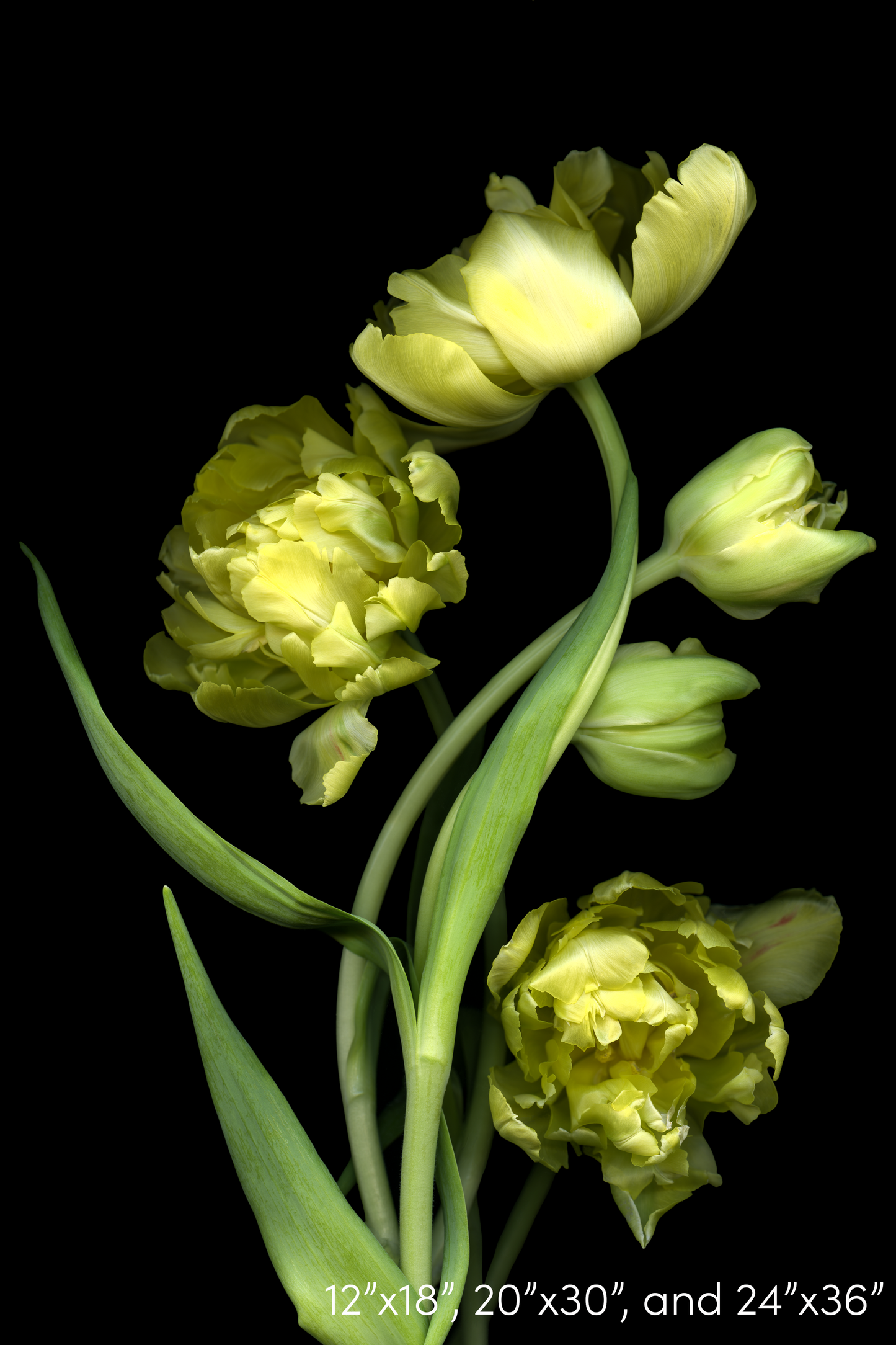 Yellow Tulips 2