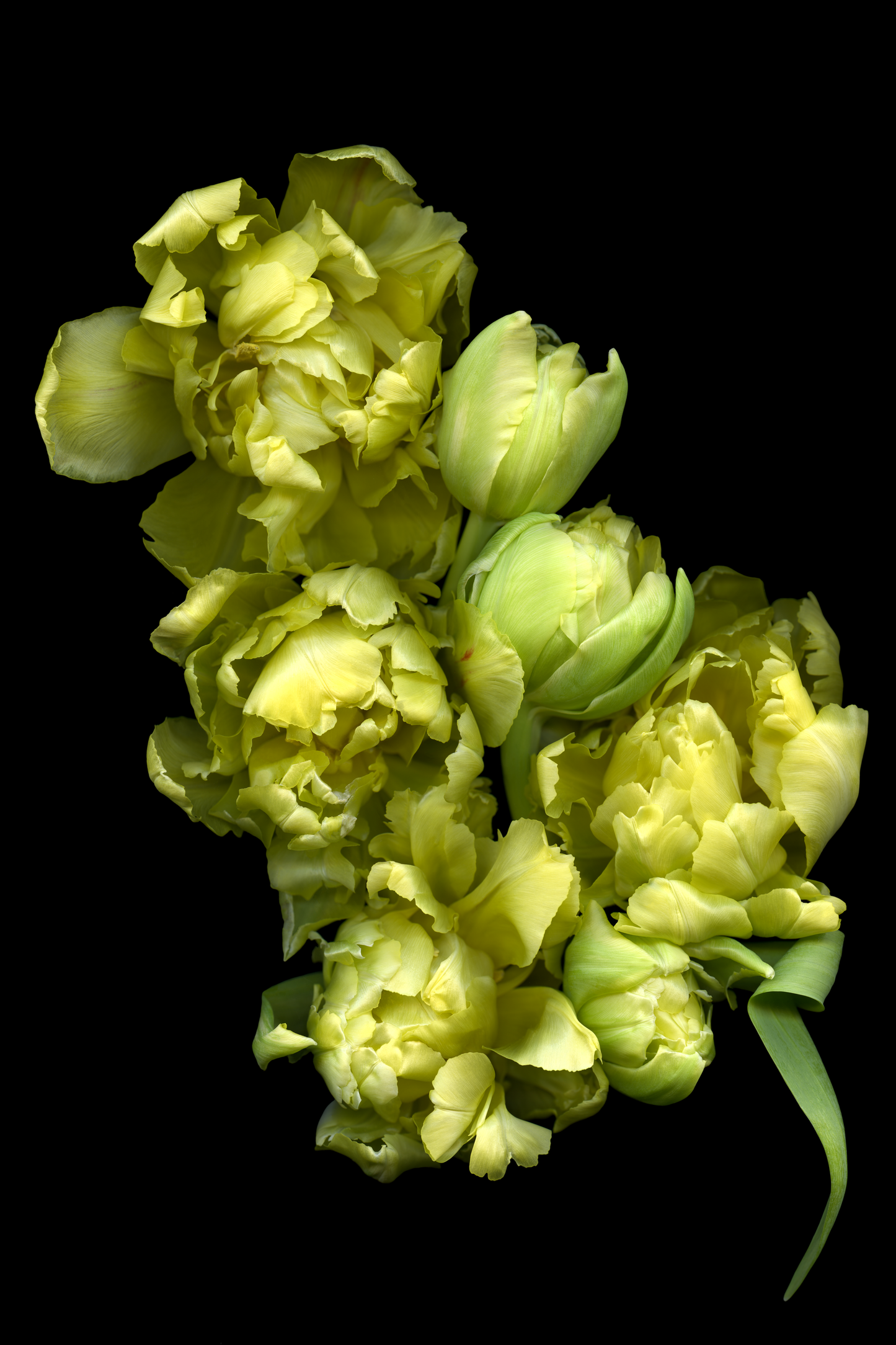 Yellow Tulips 1