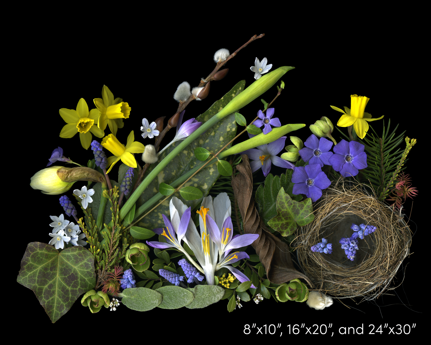 Daffodils and Nest Medley