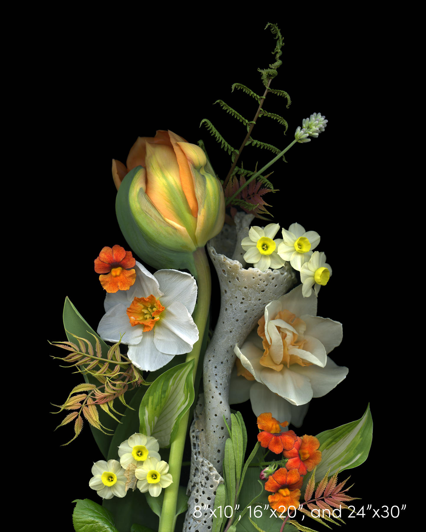 Tulip and Eroded Shell Medley