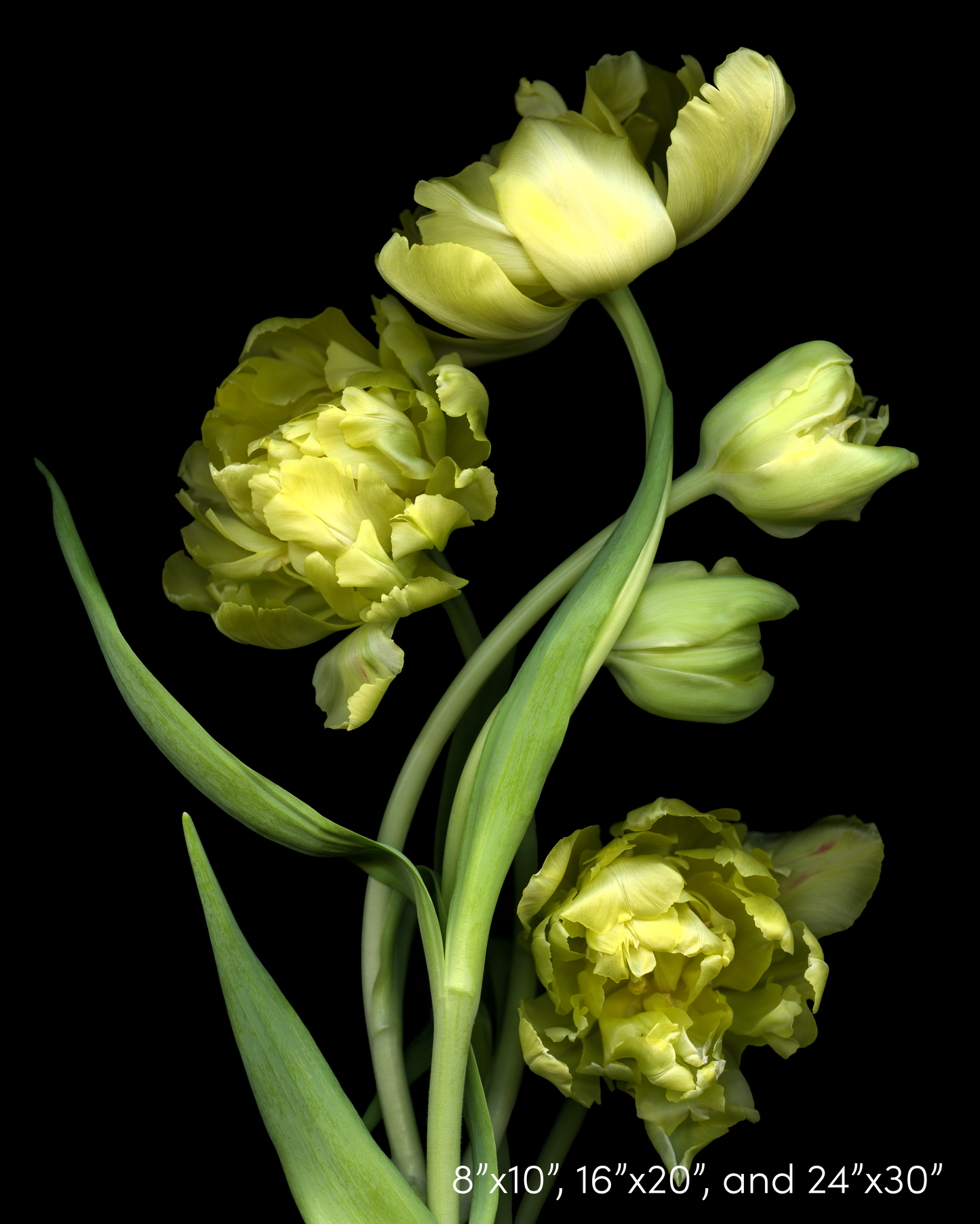 Yellow Tulips 2