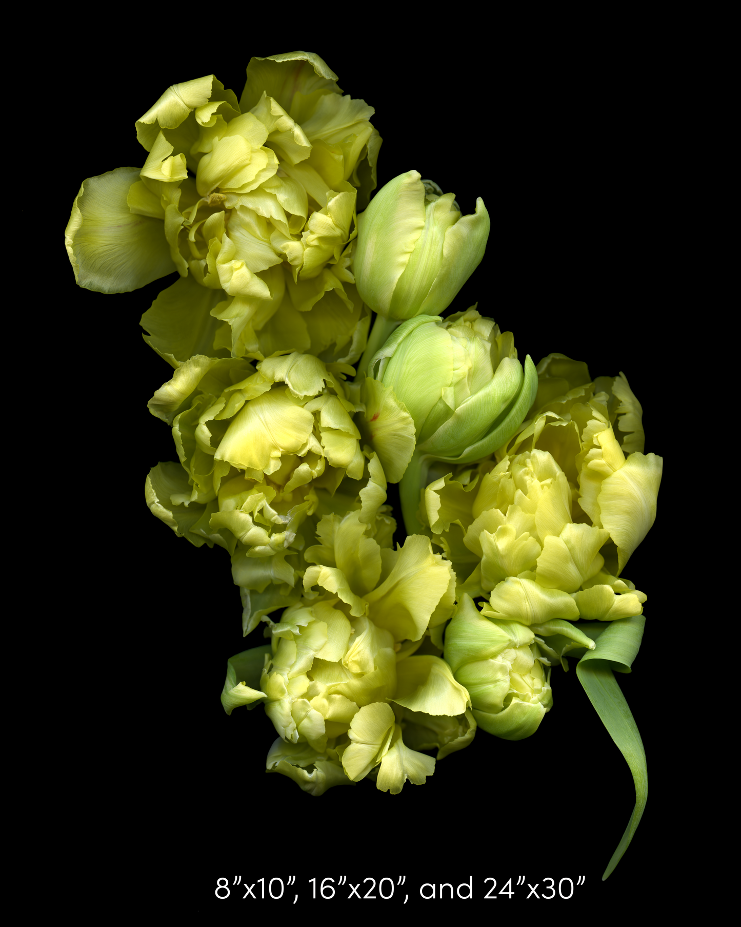 Yellow Tulips 1