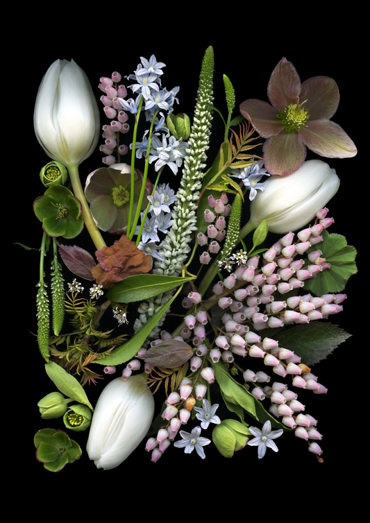 Blank Note Card 5" x 7" with Envelope 'Hellebore Medley'