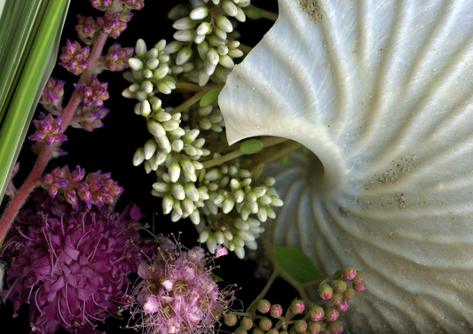 Blank Note Card 5" x 7" with Envelope 'Close-Up 2 of Paper Nautilus Medley'