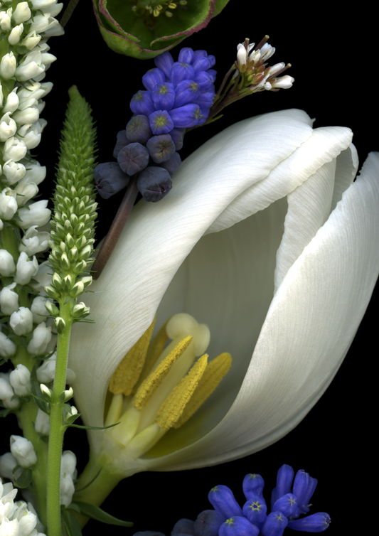 Blank Note Card 5" x 7" with Envelope 'Close-Up 1 of White Tulip Medley'