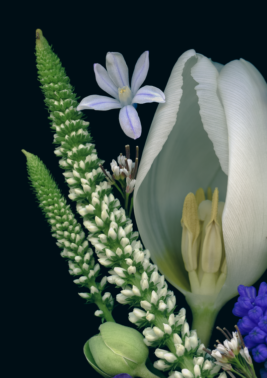 Blank Note Card 5" x 7" with Envelope 'Close-Up 2 of White Tulip Medley'