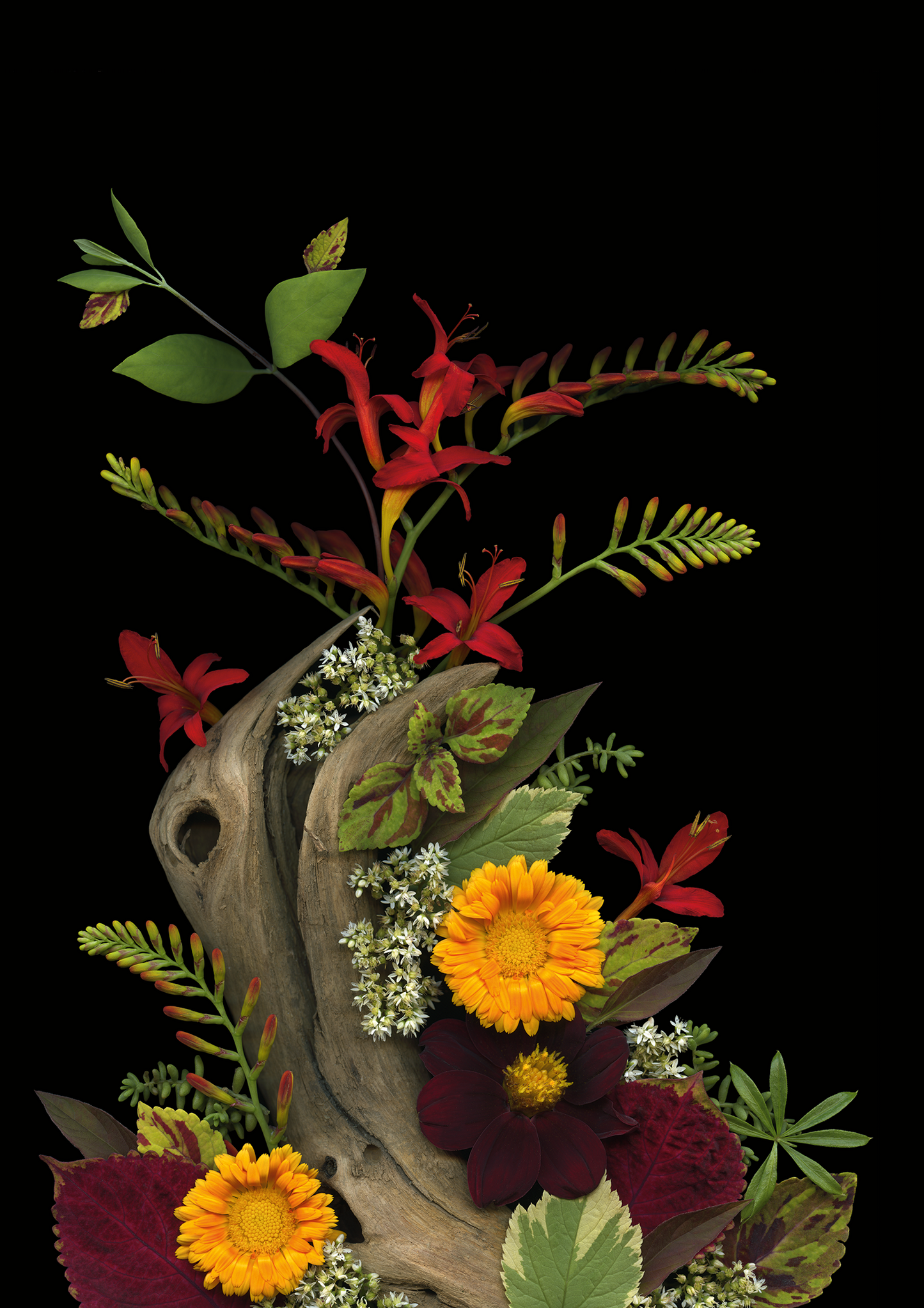 Blank Note Card 5" x 7" with Envelope 'Crocosmia and Driftwood Medley'