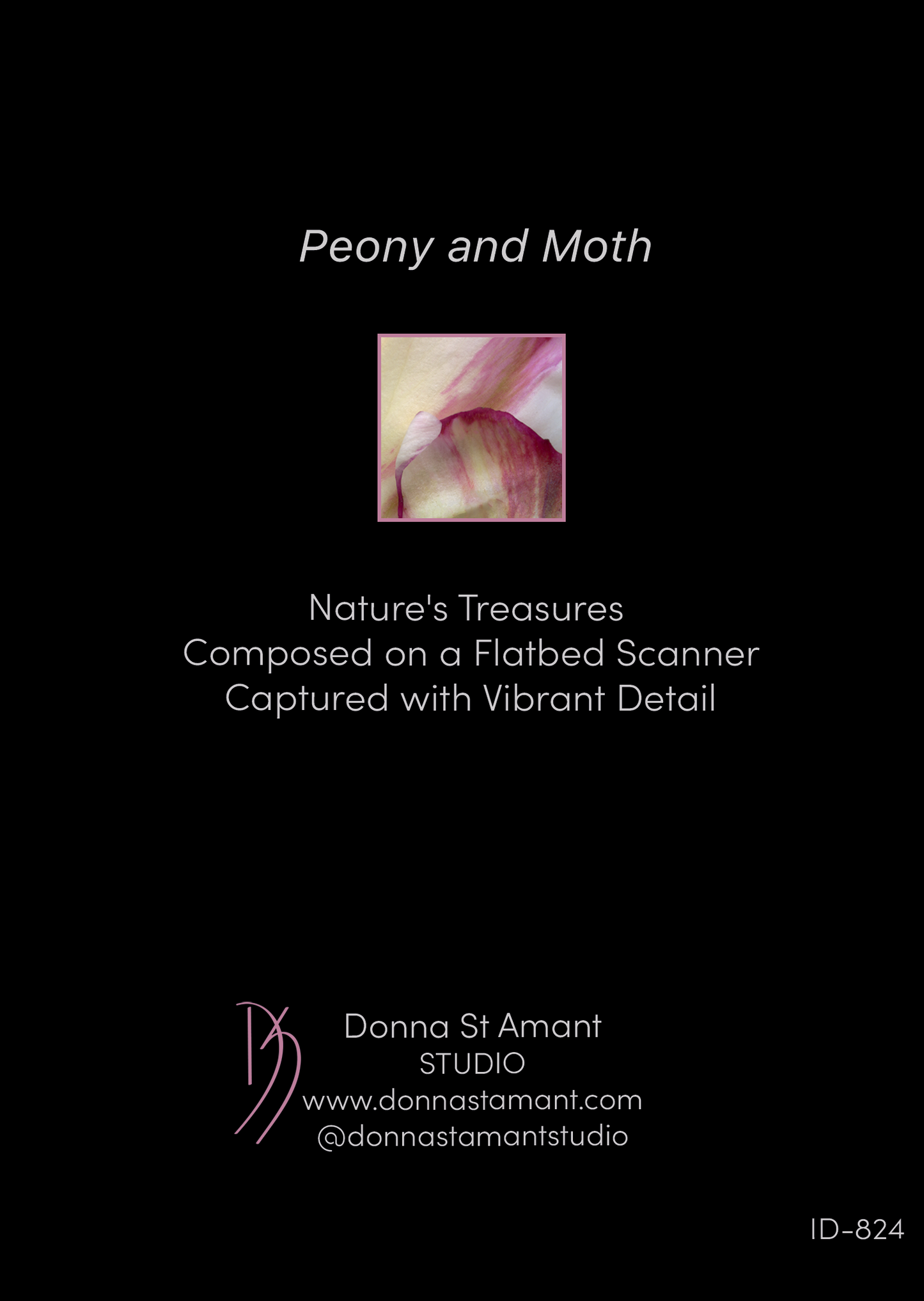 Blank Note Card 5" x 7" with Envelope 'Peony and Moth'