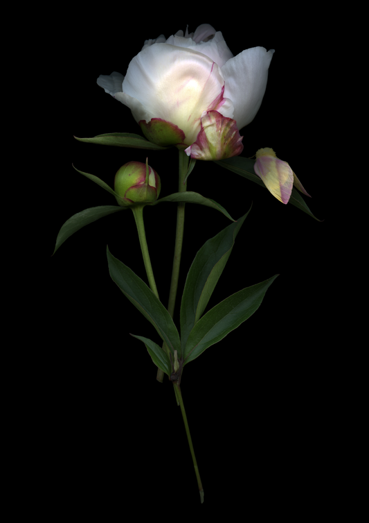 Blank Note Card 5" x 7" with Envelope 'Peony and Moth'