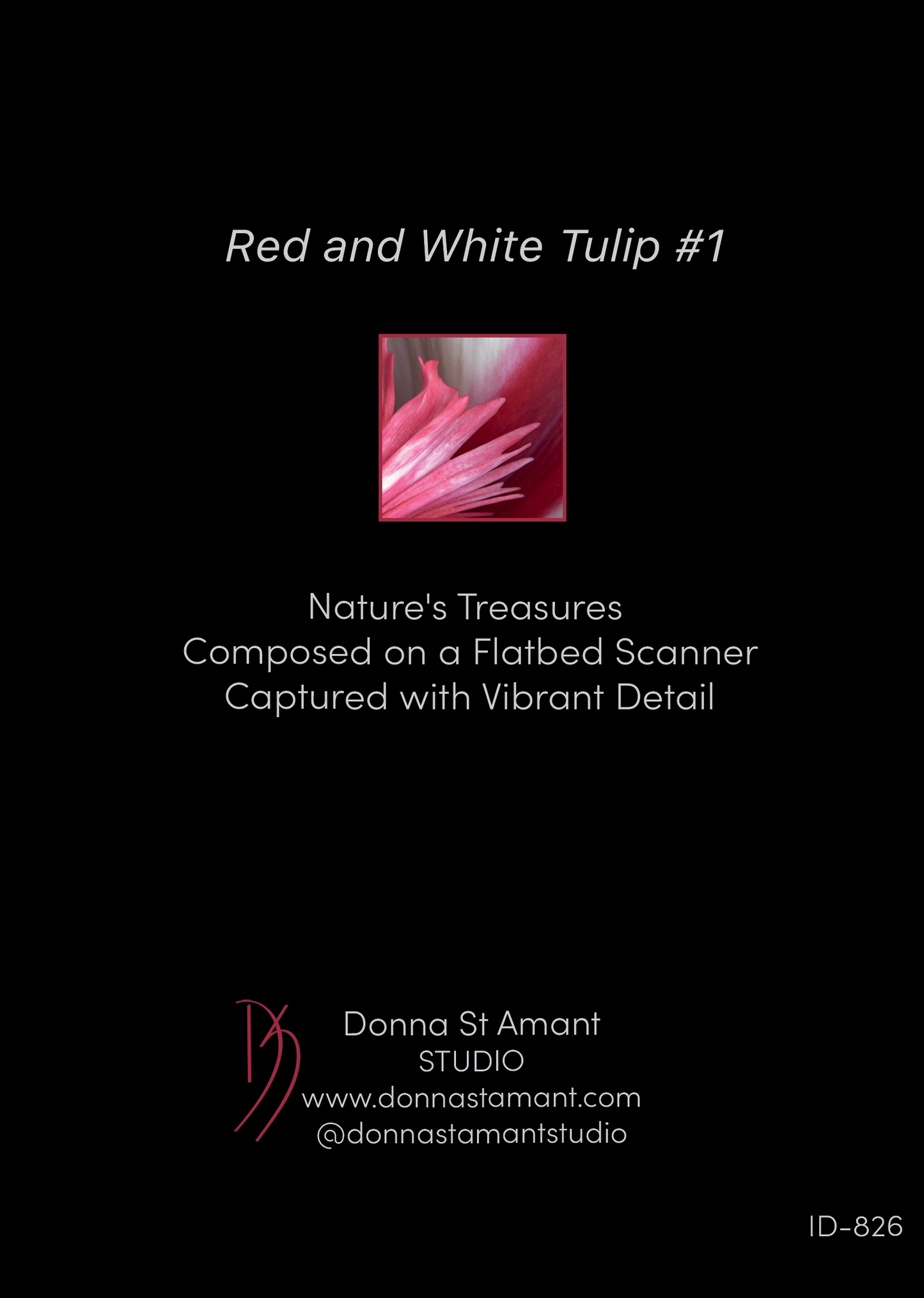 Blank Note Card 5" x 7" with Envelope 'Red and White Tulip #1'