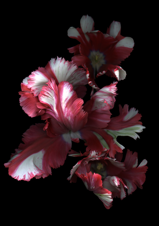 Blank Note Card 5" x 7" with Envelope 'Red and White Tulip #1'